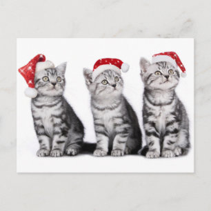 Christmas Cute Kitten Postcard