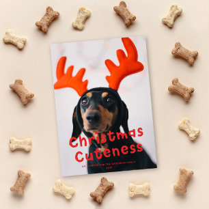 Christmas Cuteness Cute Funny Red Holiday Photo