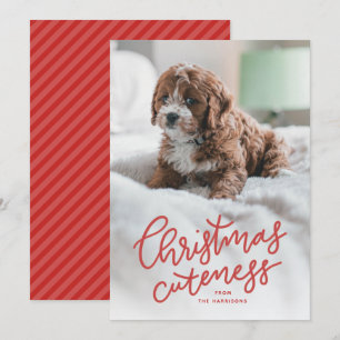 Christmas cuteness cute pet holiday card