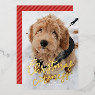 Christmas cuteness one photo cute pet foil holiday card