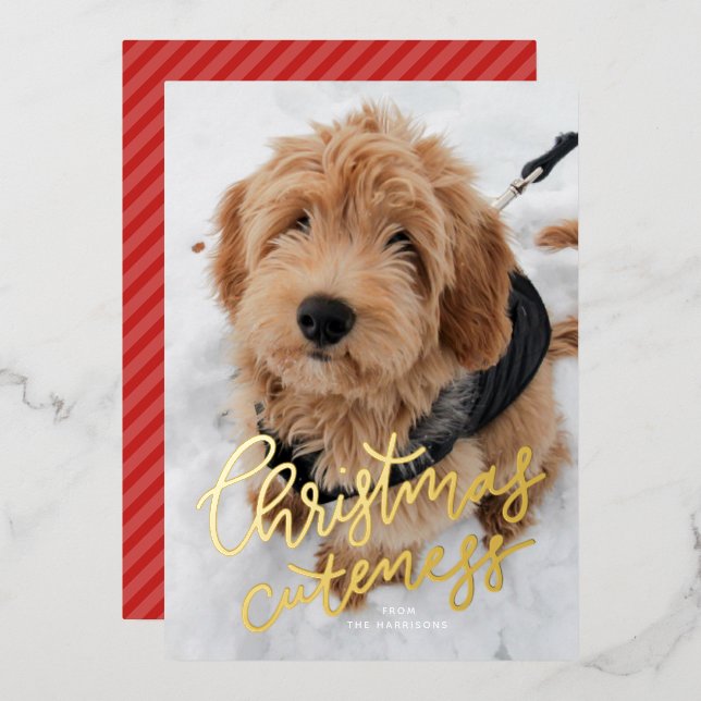Christmas cuteness one photo cute pet foil holiday card (Front/Back)