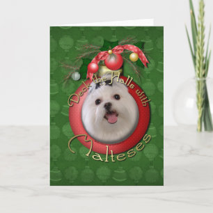 Christmas - Deck the Halls - Malteses Holiday Card