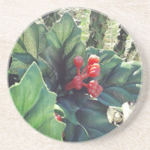 Christmas decorated cactus coaster
