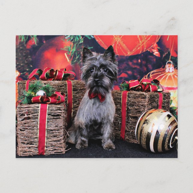 Christmas - Dexter - Cairn Holiday Postcard (Front)
