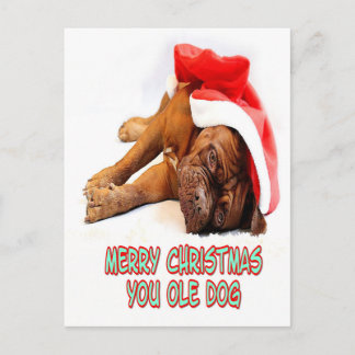 Christmas Dog Postcard
