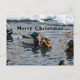 "Christmas Ducks" Holiday Postcard