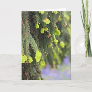 Christmas Evergreen Pine Tree Winter Wonderland Card
