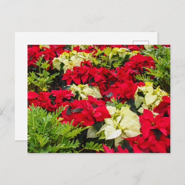 Christmas flower Poinsettia varieties Holiday Postcard (Front/Back)