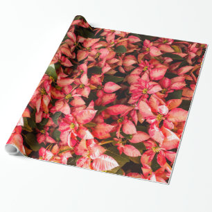 Christmas flower Poinsettia Wrapping Paper