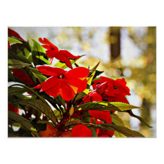 Christmas Flowers Poster