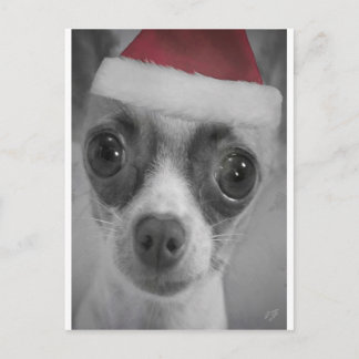 Christmas Funny Chihuahua Puppy with Santa Hat Holiday Postcard