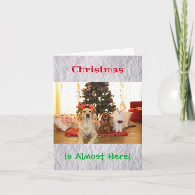Christmas Funny Humour Dog Cat Pets Animals Photo Card (Front)
