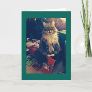 Christmas Gifts and Cat Holiday Card