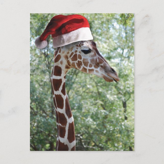 Christmas Giraffe Holiday Postcard (Front)