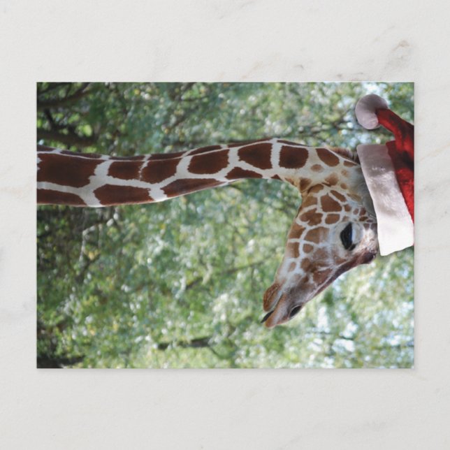 Christmas Giraffe With Santa Hat Holiday Postcard (Front)