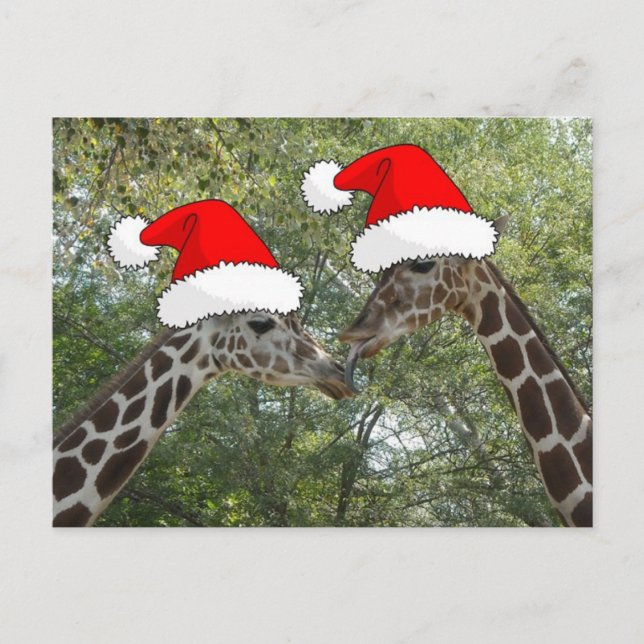 Christmas Giraffes Holiday Postcard (Front)