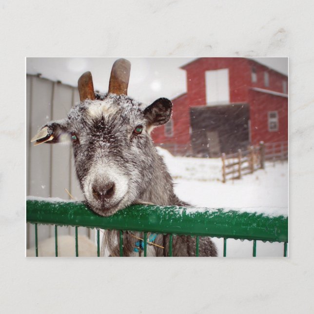 Christmas Goat Holiday Postcard (Front)