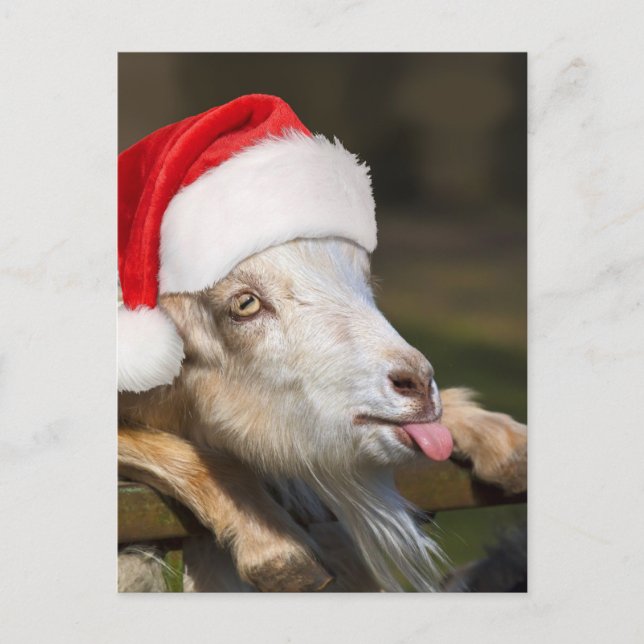 Christmas Goat Postcard (Front)
