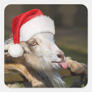 Christmas Goat Square Sticker
