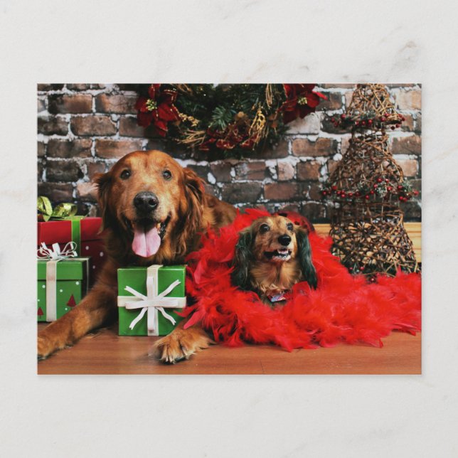 Christmas - Golden Retriever Max - Doxie - Chloe Holiday Postcard (Front)