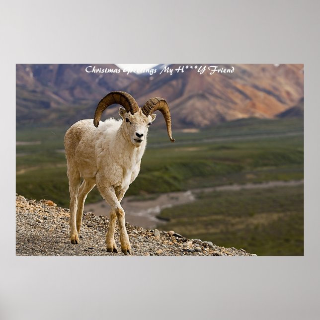 Christmas Greetings  My Honey Friend Poster (Front)