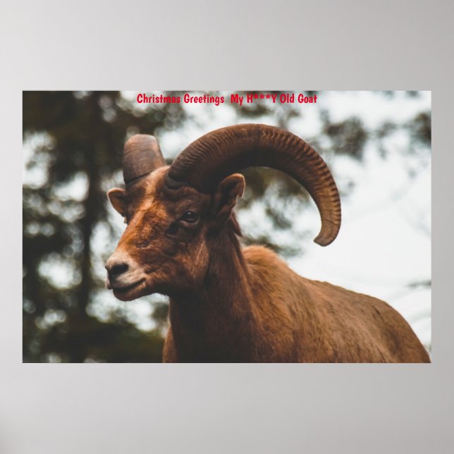 Christmas Greetings  My Honey Goat Poster (Front)
