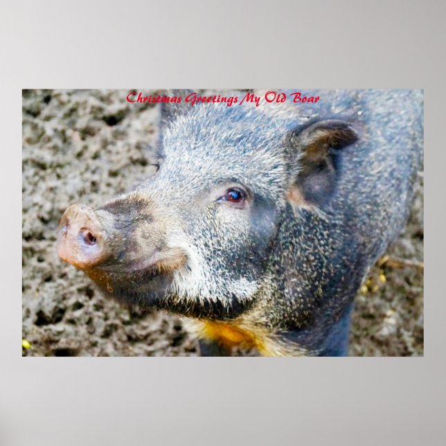 Christmas Greetings My Old Boar Poster (Front)