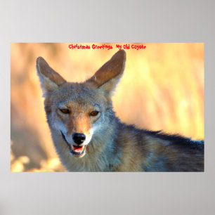 Christmas Greetings  My Old Coyote Poster
