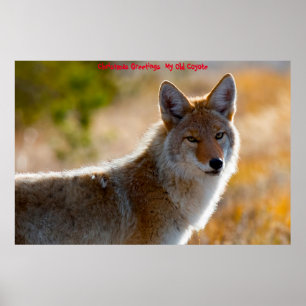 Christmas Greetings  My Old Coyote Poster