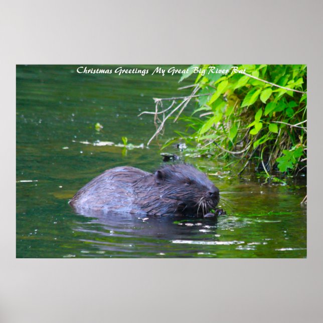 Christmas Greetings My River Rat Poster (Front)