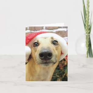 Christmas - Greyhound - Pena Holiday Card