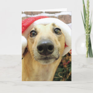 Christmas - Greyhound - Pena Holiday Card