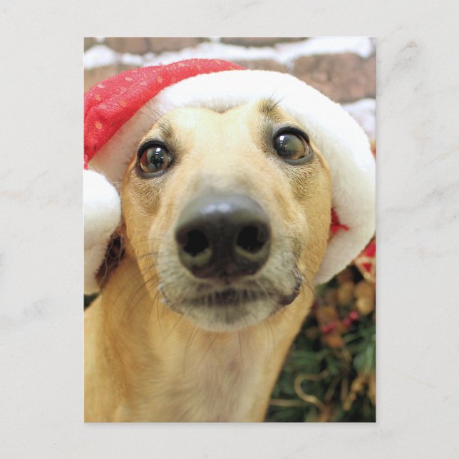 Christmas - Greyhound - Pena Holiday Postcard (Front)