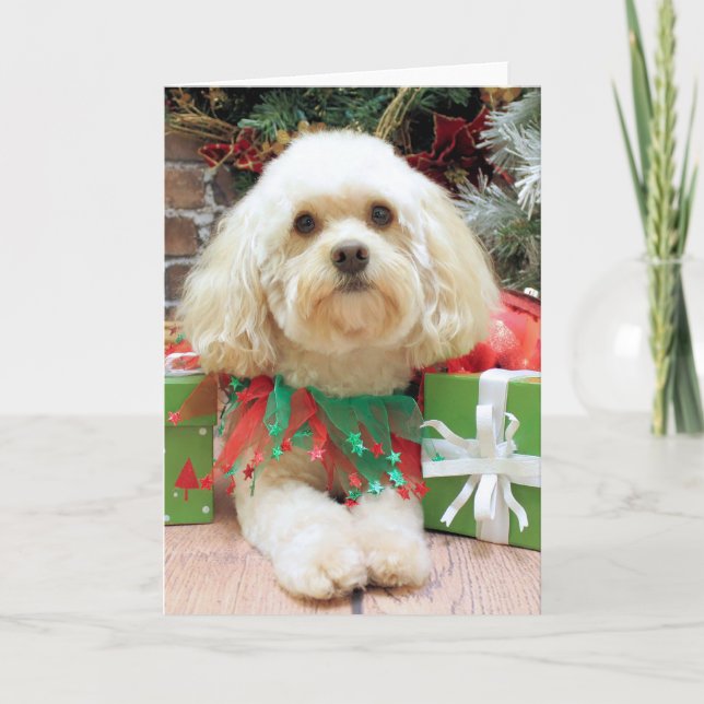 Christmas - Havanese - Mason Holiday Card (Front)