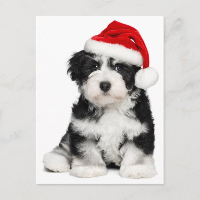 Christmas Havanese Puppy Dog Holiday Postcard (Front)
