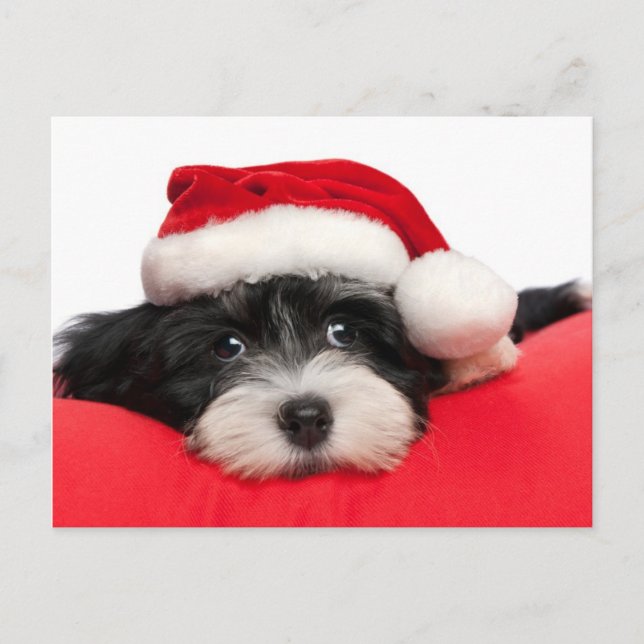 Christmas Havanese Puppy Dog Holiday Postcard (Front)