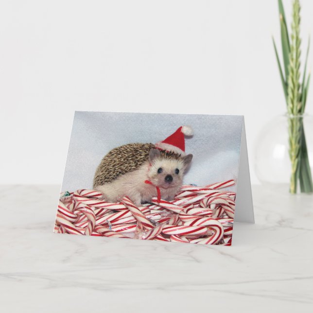 Christmas Hedgie Card (Front)