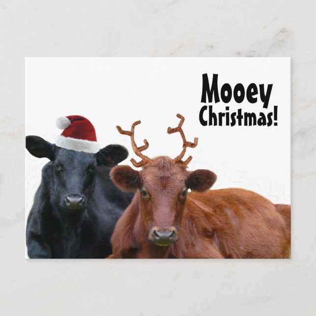 Christmas Holiday Cows in Santa Hat and Antlers (Front)