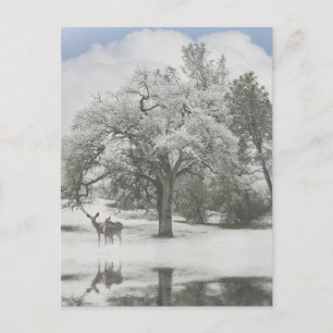 Christmas Holiday Post Cards with Deer in the Snow