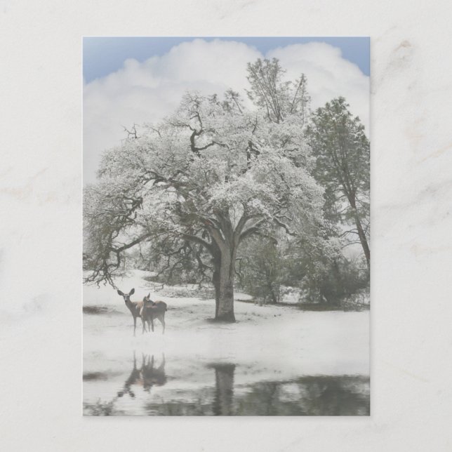 Christmas Holiday Post Cards with Deer in the Snow (Front)