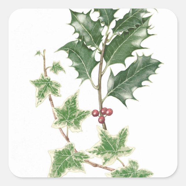 Christmas Holly & Ivy Sprigs Botanical Stickers (Front)