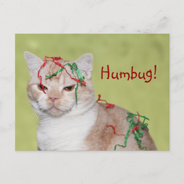 Christmas Humbug cat Holiday Postcard (Front)