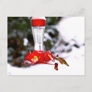 Christmas Hummingbird and Snow Holiday Postcard