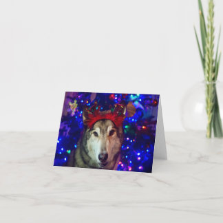 Christmas Husky Thank You Card