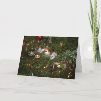 Christmas Kitten Holiday Card