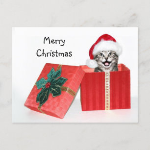 Christmas kitten holiday postcard
