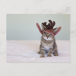 Christmas Kitten Holiday Postcard