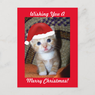Christmas Kitten Postcard
