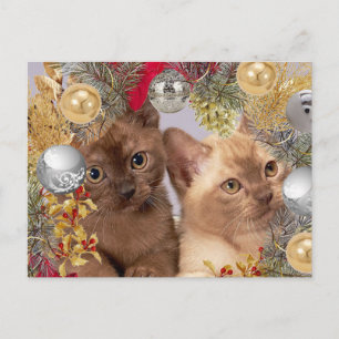 Christmas Kittens Holiday Cats Postcard