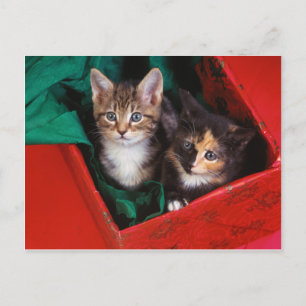 Christmas Kittens Holiday Postcard